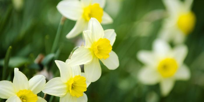 3840x2160 Daffodil Wallpaper (39+), Download 4K Wallpapers For Free