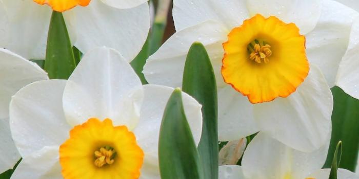 1080x1920 Earth / Daffodil (1080x1920) Mobile Wallpaper | лучшие цветы | Цветы