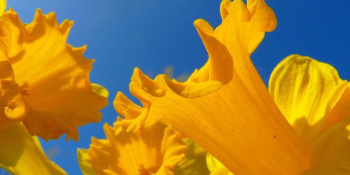 1280x960 Flowers images Orange Daffodil HD wallpaper and background photos