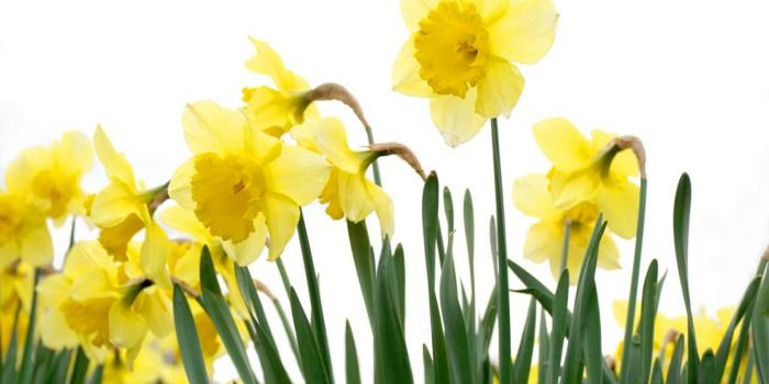1920x1080 Spring Daffodil - Wallpaper, High Definition, High Quality, Widescreen