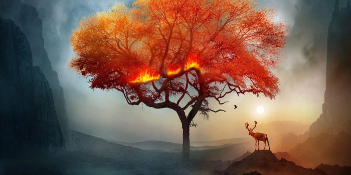 1920x1080 tree, art, fire, fantastic wallpaper, background full hd [1920x1080