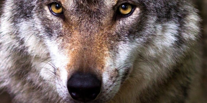 1440x2560 Wolf Wallpaper - iPhone, Android & Desktop Backgrounds