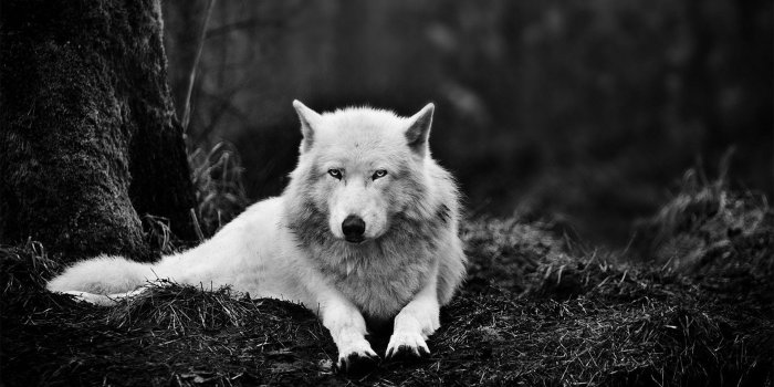 1920x1200 Wolf Wallpapers HD