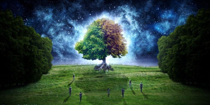 1244x700 Trees fantasy art digital art Tree Of Life Starry Night Fantastic