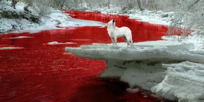 1440x900 blood - Human Blood Wallpaper (22467968) - Fanpop