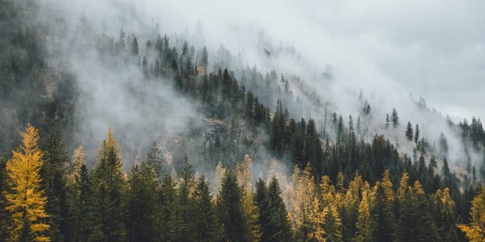 1920x1080 64+ Pine Tree Wallpapers on WallpaperPlay