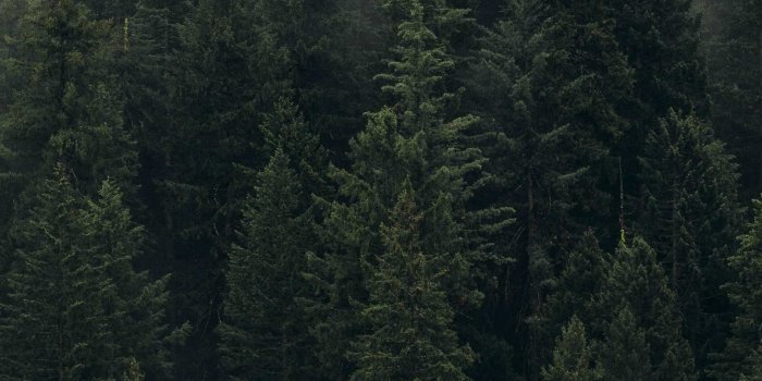 1944x3456 Beautiful Green Trees Forest Mist Android Wallpaper | Phone