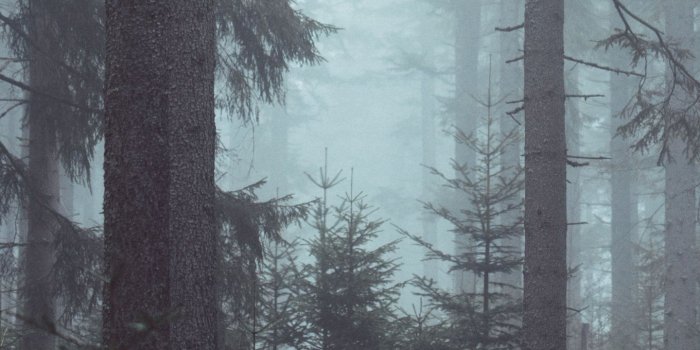 1440x2560 Misty Forest Wallpaper - iPhone, Android & Desktop Backgrounds