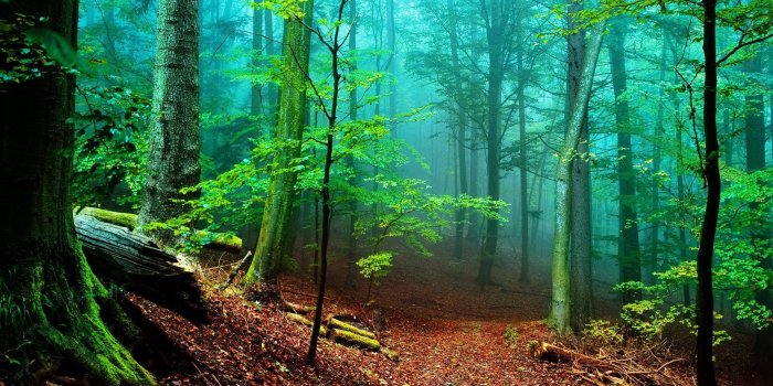 1920x1080 Forest HD Wallpapers