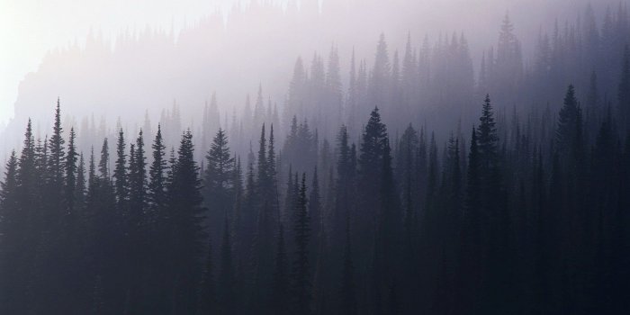 1920x1200 Foggy Forest Wallpaper (74+ images)