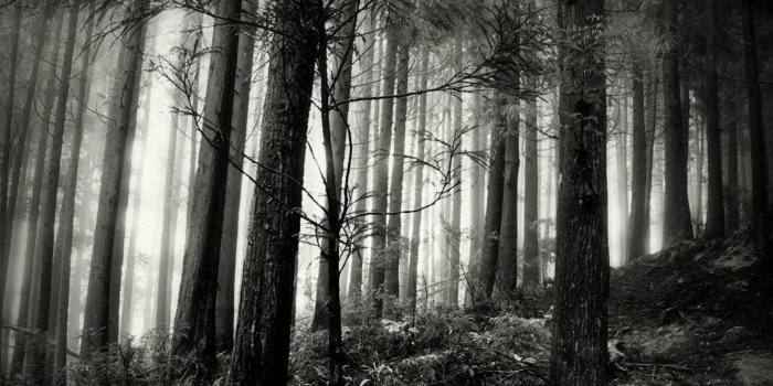 1920x1200 Black and White Forest Wallpaper (57+ images)