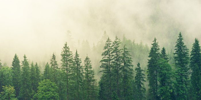 6000x4000 Forest Covered in White Fog · Free Stock Photo