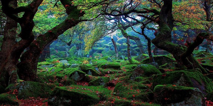 1920x1080 69+ Nature Forest Wallpapers on WallpaperPlay