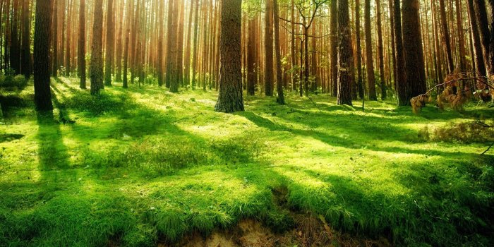 1920x1080 1783 Forest HD Wallpapers | Background Images