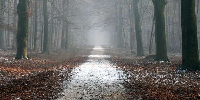 1920x1280 Misty Forest Wallpapers 50 HD Free Images to Download