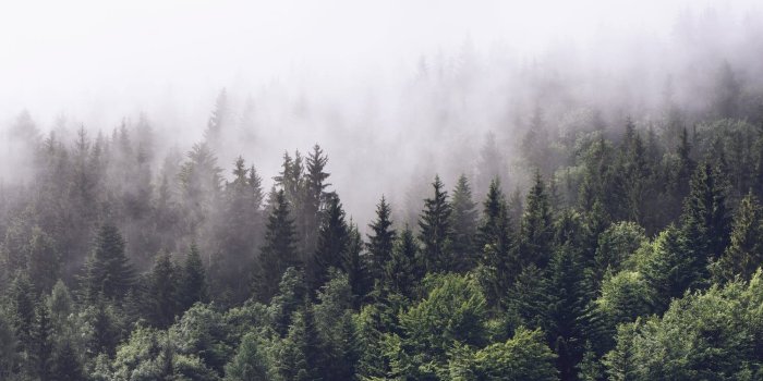 1500x1001 Cloudy forest Wall Mural / Wallpaper Forest | Purdue II Ideas