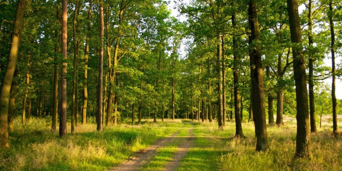 2560x1600 40+ Summer Forest Wallpapers - Download at WallpaperBro