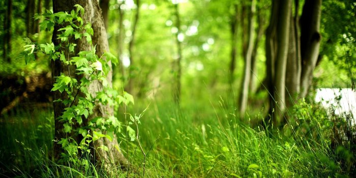 1920x1200 Green Forest Wallpapers