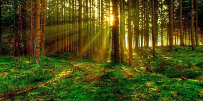 1280x800 Green Forest Wallpaper for Android - APK Download