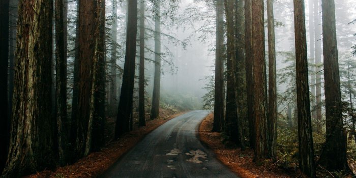 1920x1200 Forest Wallpaper 48 - [1920x1200]