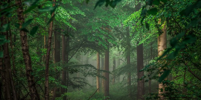 7680x4320 Tree 8K Wallpapers - Top Free Tree 8K Backgrounds - WallpaperAccess