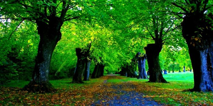 1368x892 Hd Nature Forest Wallpaper | Its Wallpapers