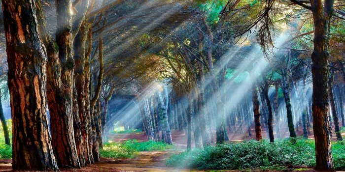 1920x1080 Mystical Forest Wallpaper [1920×1200] : wallpaper