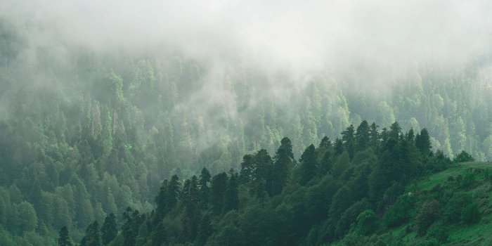 1650x1070 Misty Valley Forest Wallpaper - Murals Wallpaper