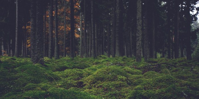 1920x1080 forest wallpaper - OpenDesktop.org