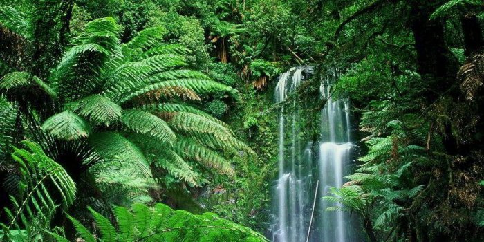 1024x768 tropical-forest-wallpaper | Dams999