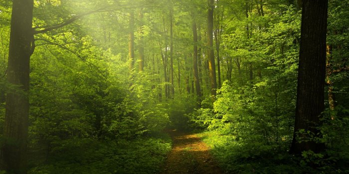 2048x1536 Beautiful Nature Image, Green Forest ❤ 4K HD Desktop Wallpaper for