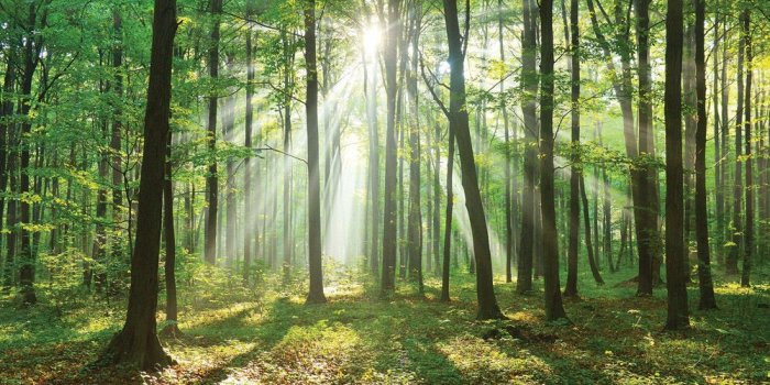 1000x1000 Mural no. 3285 | Non-woven or Paper | forest wallpaper deciduous tree