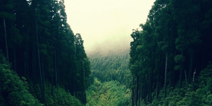 2560x1440 Mountain Forest Wallpapers - Top Free Mountain Forest Backgrounds