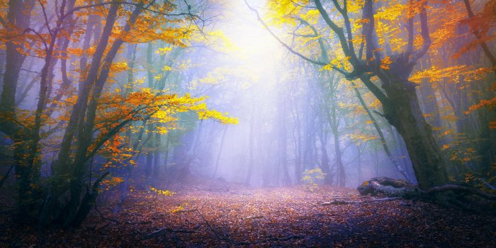 3840x2160 Enchanted Forest Chromebook Wallpaper