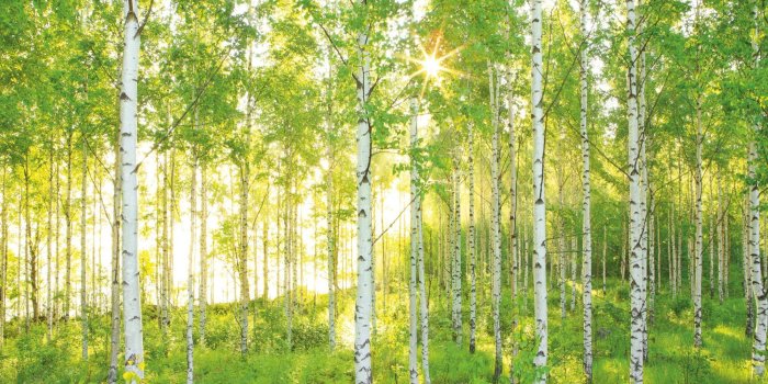 2000x1380 Green Summer forest wall non woven wallpapers | homewallmurals