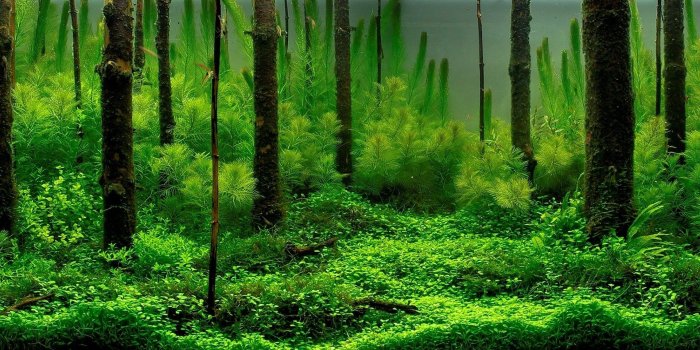 1920x1200 Forest Wallpapers HD