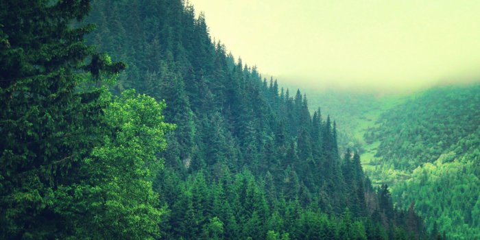 2560x1600 Beautiful Pine Forest wallpaper ready for your desktop | Beautiful