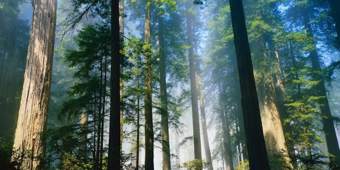 2560x1600 Daily Wallpaper: Redwood Forest | I Like To Waste My Time