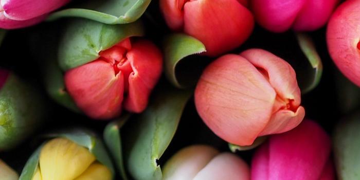 1440x2560 Tulips Bouquet Wallpaper - iPhone, Android & Desktop Backgrounds