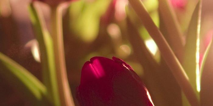 1080x2280 Tulip Wallpaper - [1080x2280]