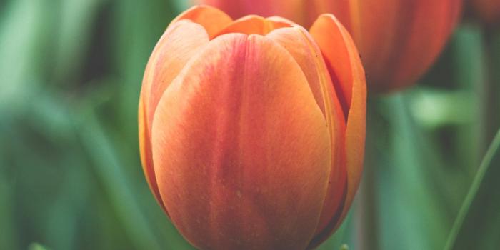 1440x2560 Orange Tulip Wallpaper - iPhone, Android & Desktop Backgrounds