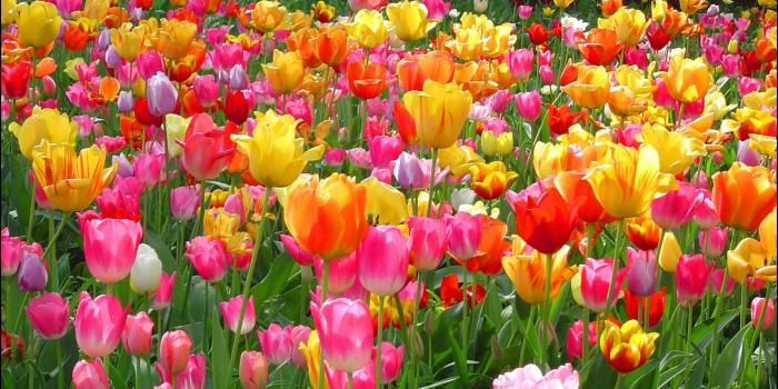 1920x1200 Tulips Background Wallpaper (70+ images)