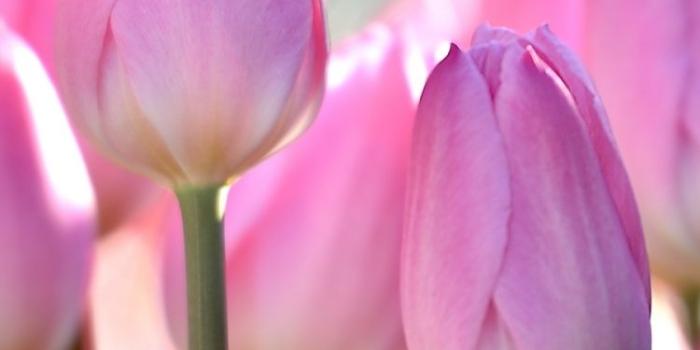 750x1334 Earth/Tulip (750x1334) Wallpaper ID: 664659