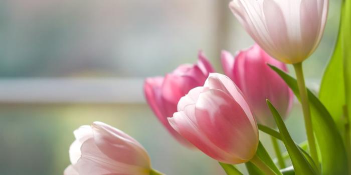 2400x1812 Tulip Wallpaper 38 - [2400x1812]