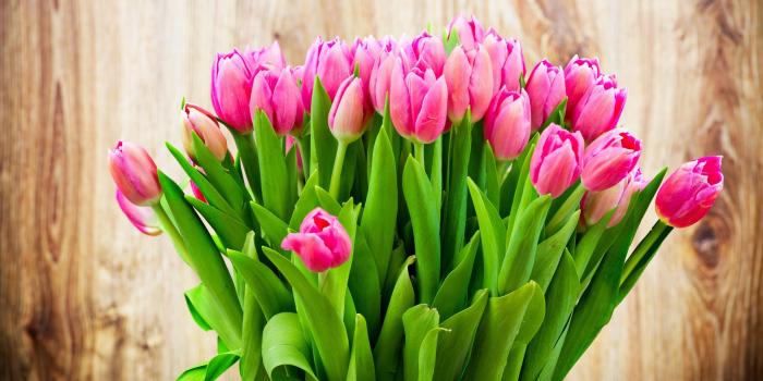 3840x2160 76+ Tulips Background Wallpapers on WallpaperPlay