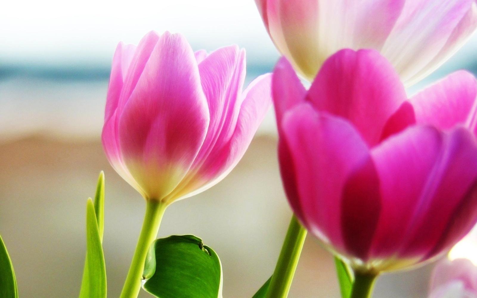 1920x1200 Tulip Wallpapers HD