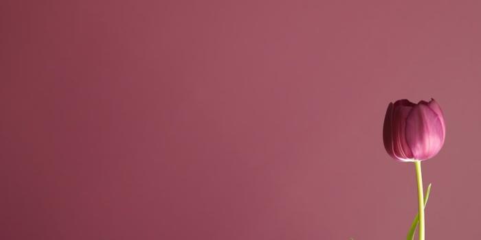 1024x768 Tulip Wallpaper | Tulip Desktop Background | Tulips | Tulips flowers