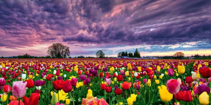 1280x960 Field of Tulips Wallpaper and Background Image | 1280x960 | ID