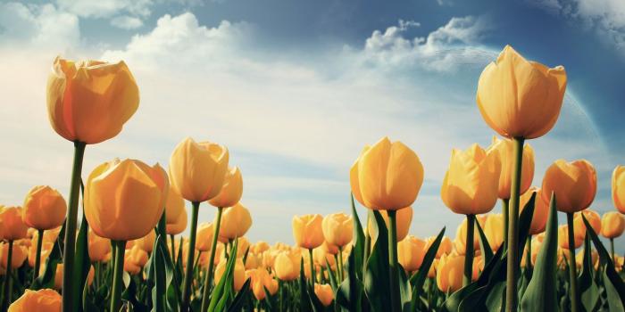 1600x900 Tulips flower wallpapers
