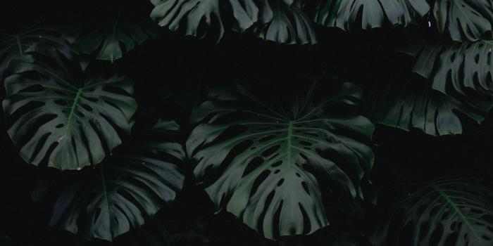 2560x1440 2560x1440 leaf, green, dark, plant desktop PC and Mac wallpaper